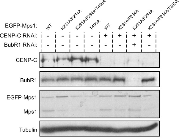 Figure 5—figure supplement 1.