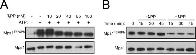 Figure 3—figure supplement 1.