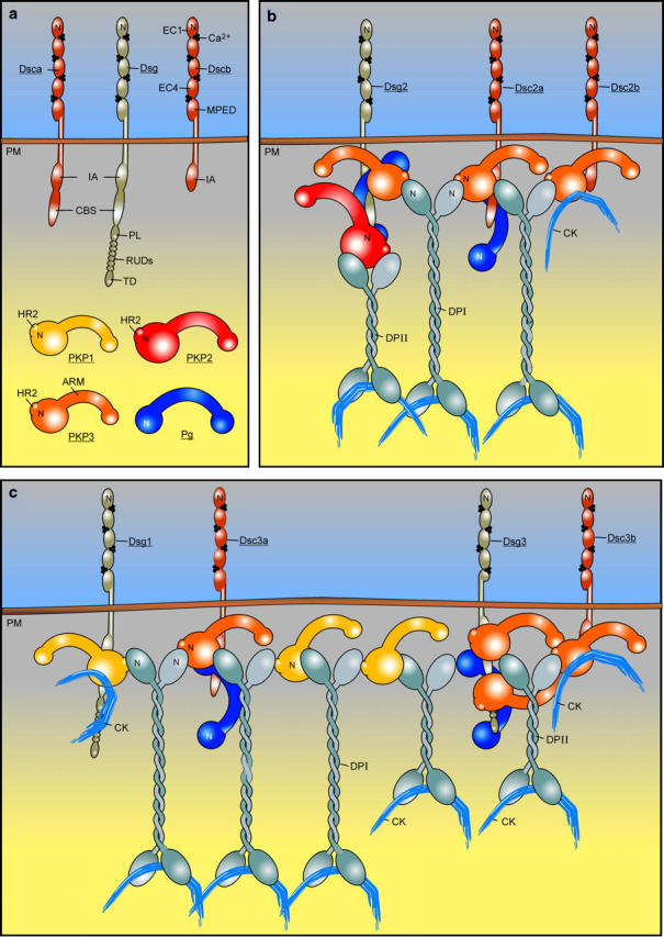 Figure 11.