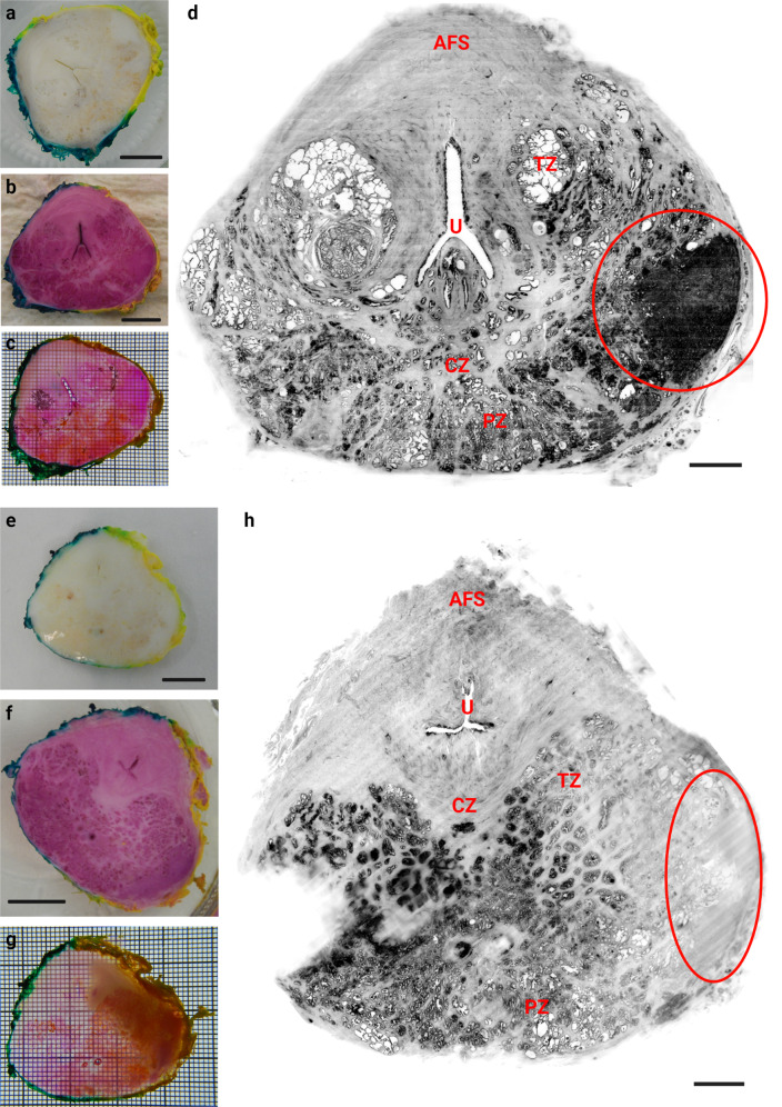 Fig. 6