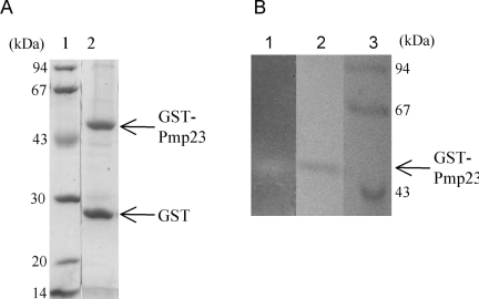 Fig. (5). GST-Pmp23 purification and zymogram.