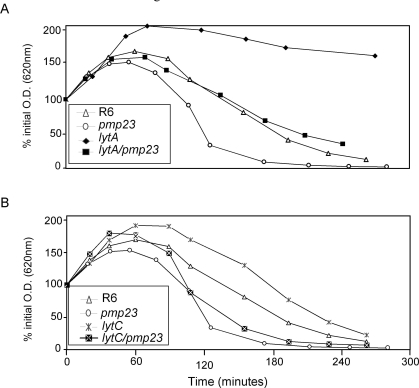 Fig. (6).pmp23::kan mutation in lytA and lytC mutant R6 strains. 