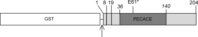 Fig. (1).Schematic representation of the topology of Pmp23.