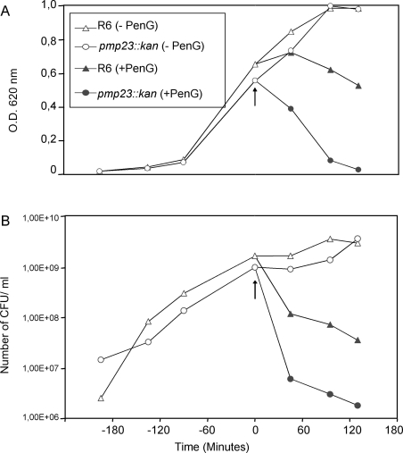 Fig. (3).Effect of pmp23::kan mutation on penicillin-induced lysis and death.