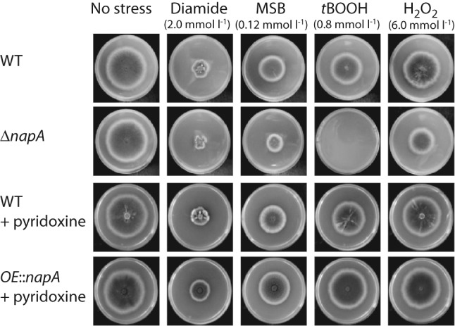 Fig. 4. 