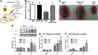 <b>FIG. 23.</b>