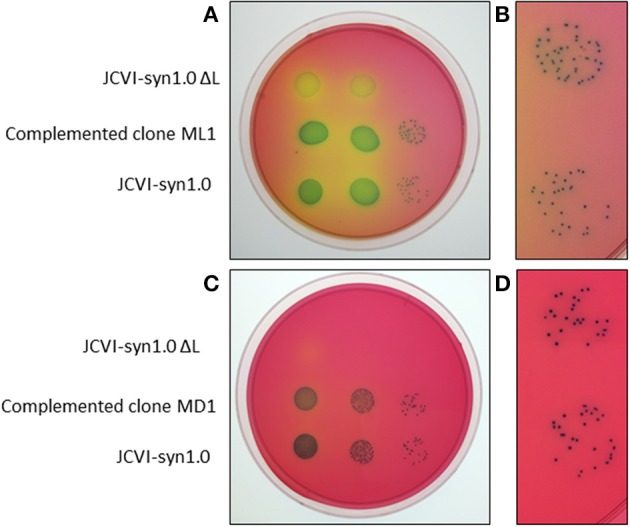 Figure 6