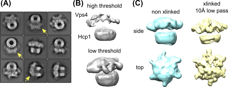 Figure 2—figure supplement 4.