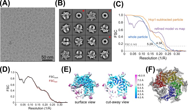 Figure 2—figure supplement 1.