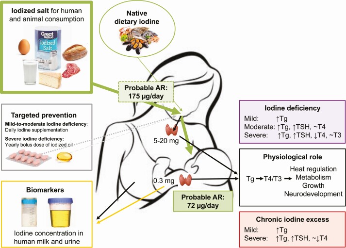 Graphical Abstract