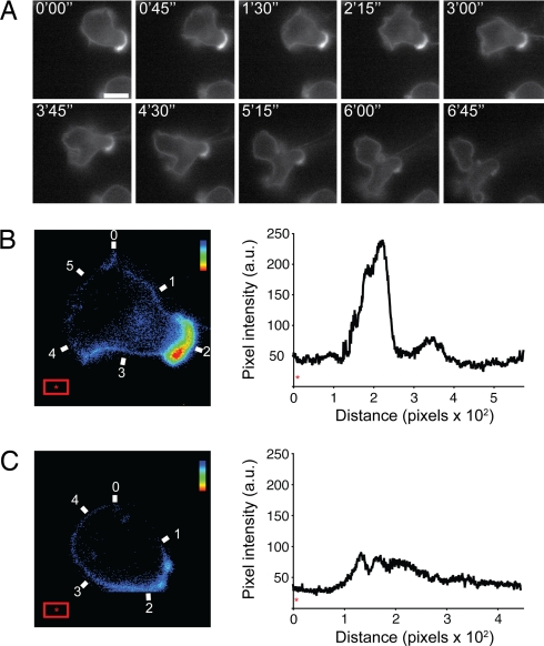 Fig. 4.