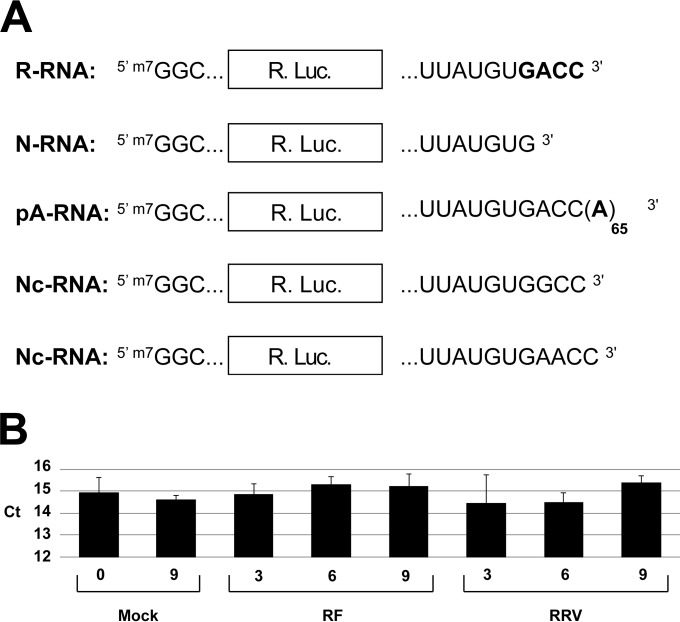 FIG 1