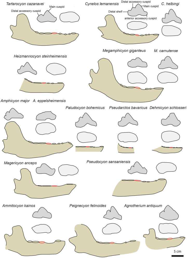 A new gigantic carnivore (Carnivora, Amphicyonidae) from the late ...