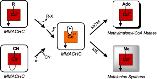 FIGURE 1.