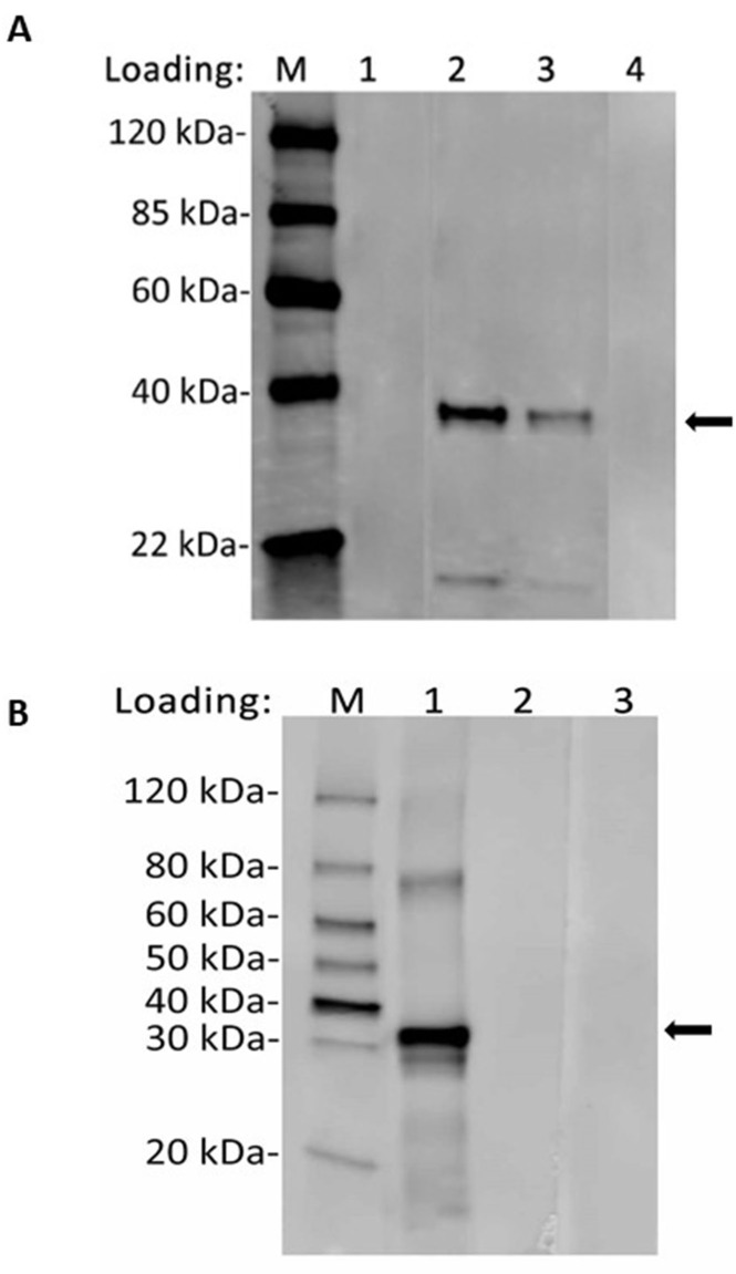 Figure 1—figure supplement 1.