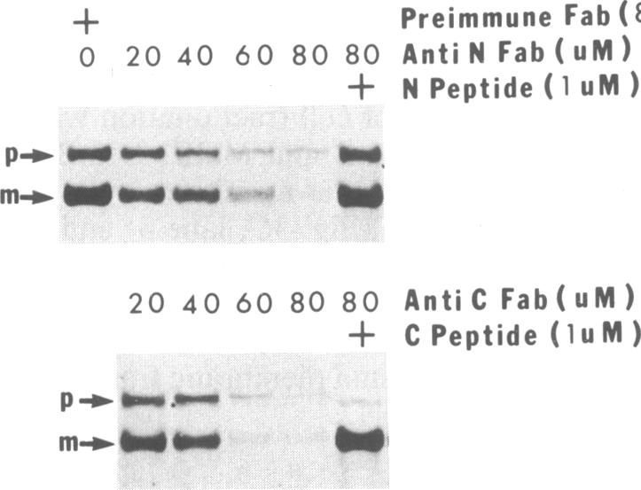 graphic file with name pnas00246-0166-a.jpg