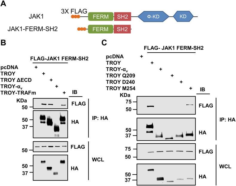 Supplementary Fig. 3