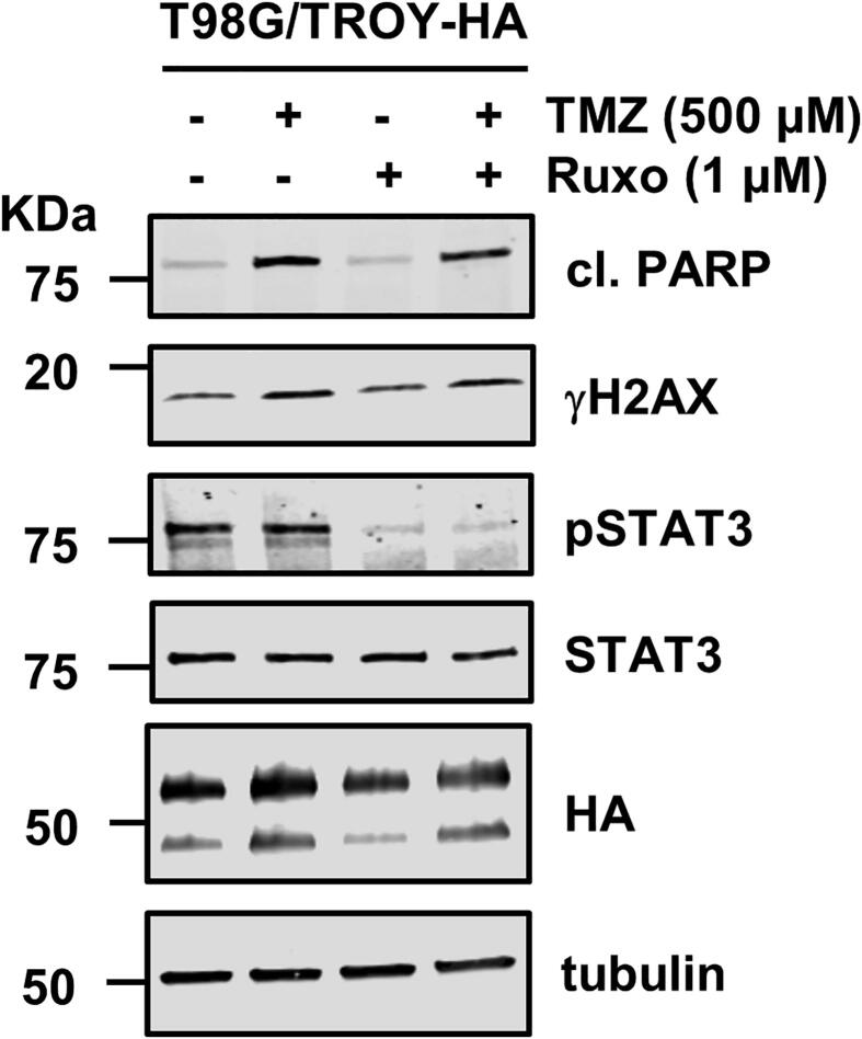 Supplementary Fig. 2