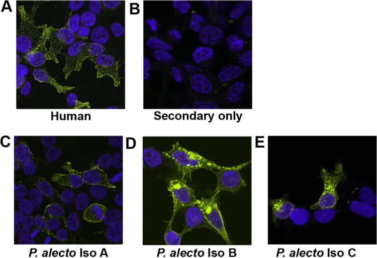 FIG 11