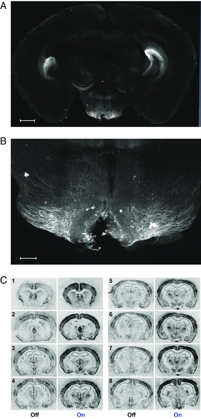 Fig. 6.