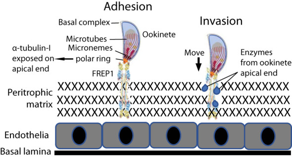 Figure 10