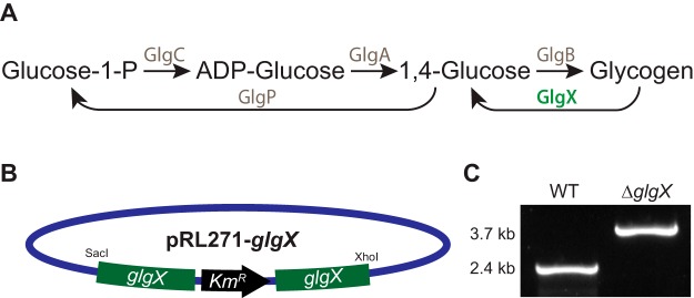 FIG 1