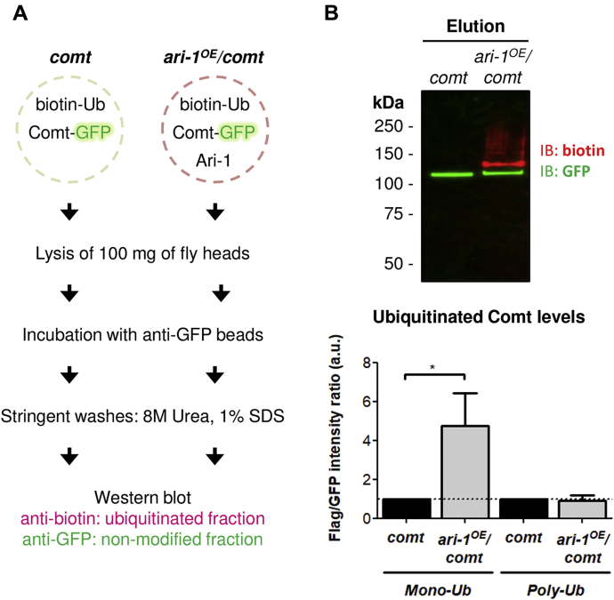 Figure 4