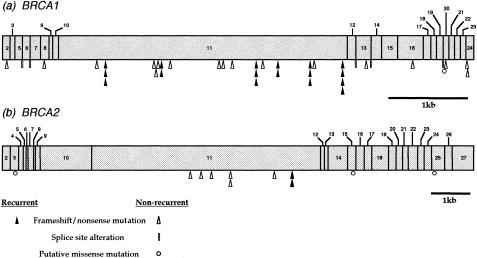 Figure  1