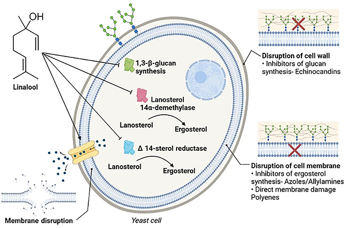 Figure 7