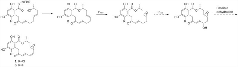 Scheme 3