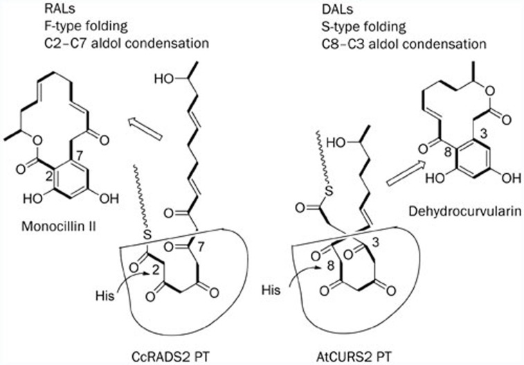 Scheme 5