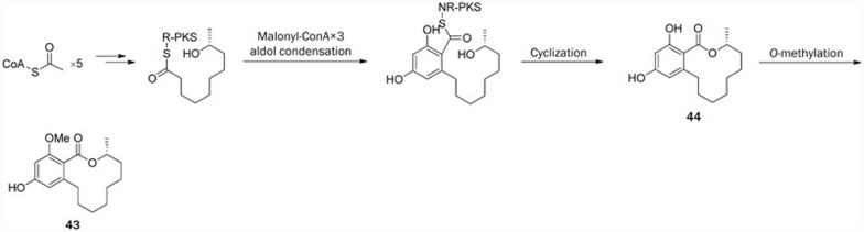 Scheme 4