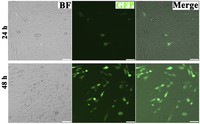 FIGURE 4