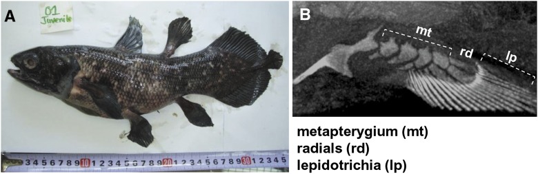 Coelacanth genomes reveal signatures for evolutionary transition from ...