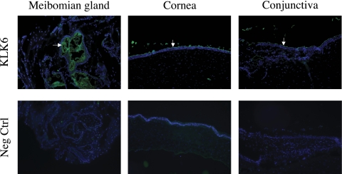 Figure 11.