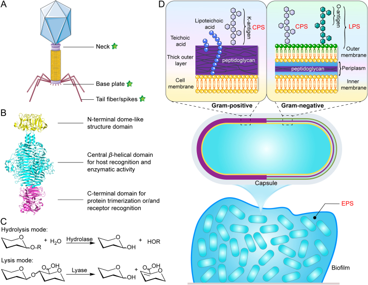 Figure 2