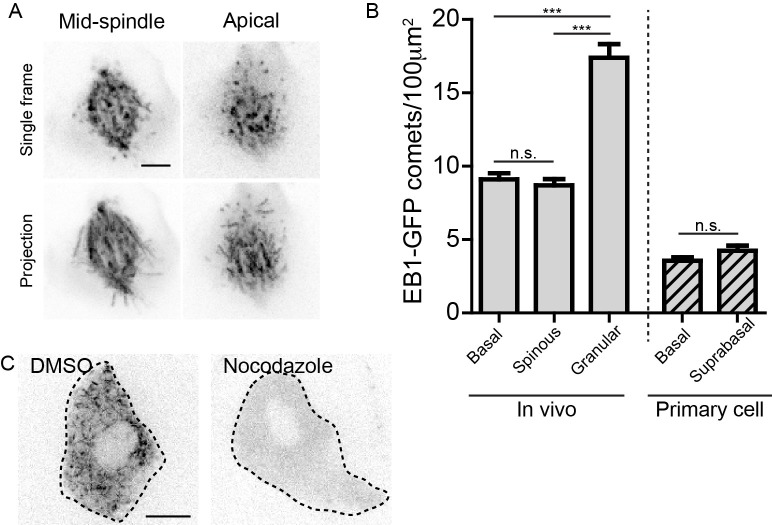 Figure 1—figure supplement 1.