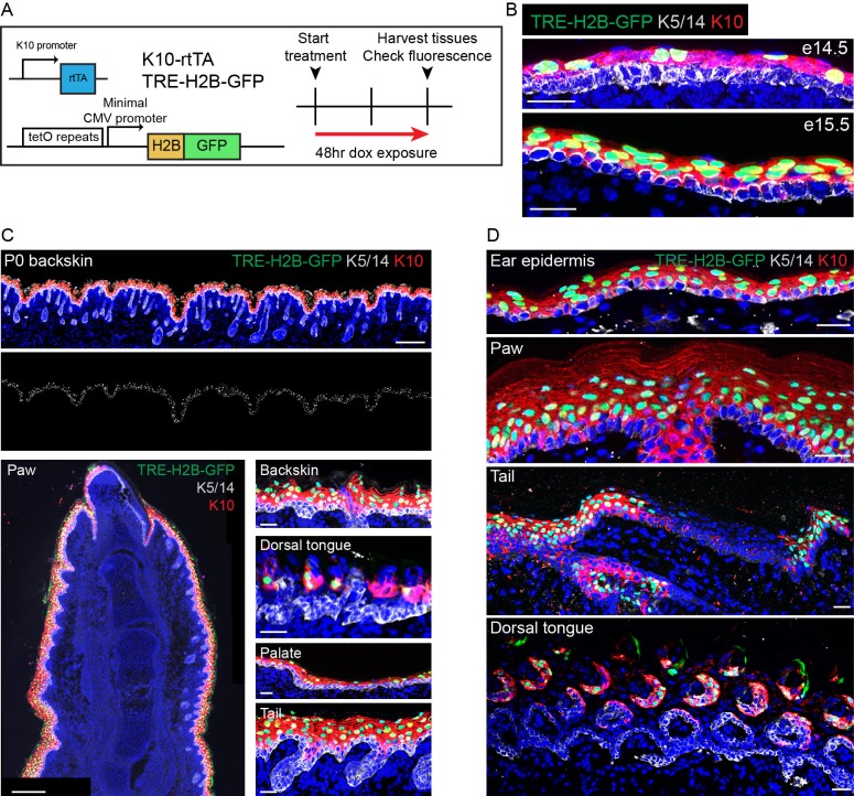 Figure 4—figure supplement 1.