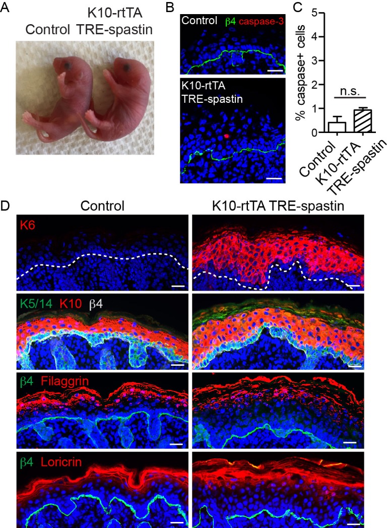 Figure 4—figure supplement 2.