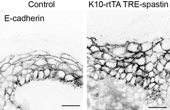 Figure 4—figure supplement 4.