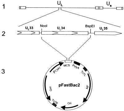 FIG. 7