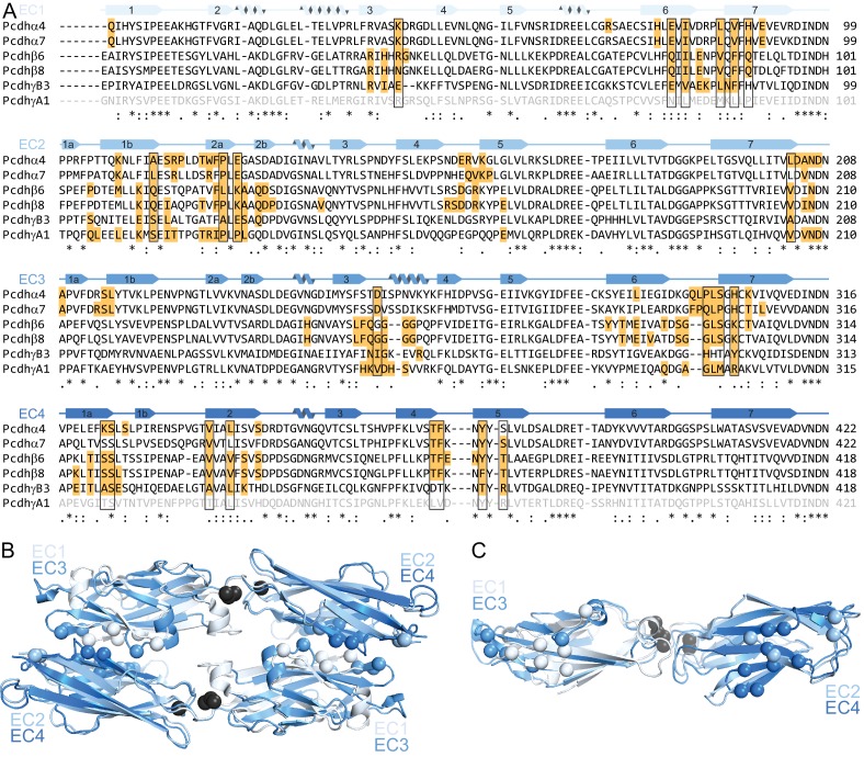 Figure 1—figure supplement 3.