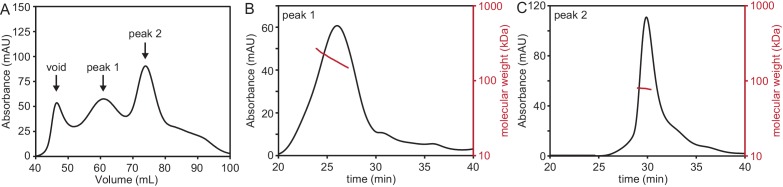 Figure 1—figure supplement 1.