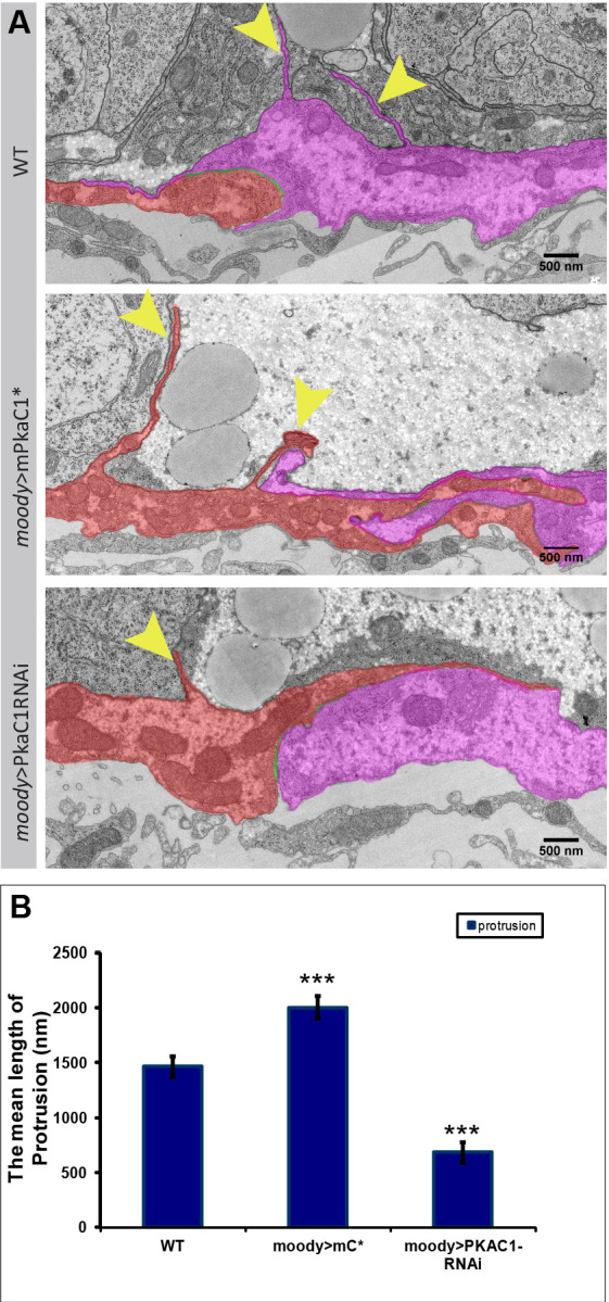 Figure 4—figure supplement 1.