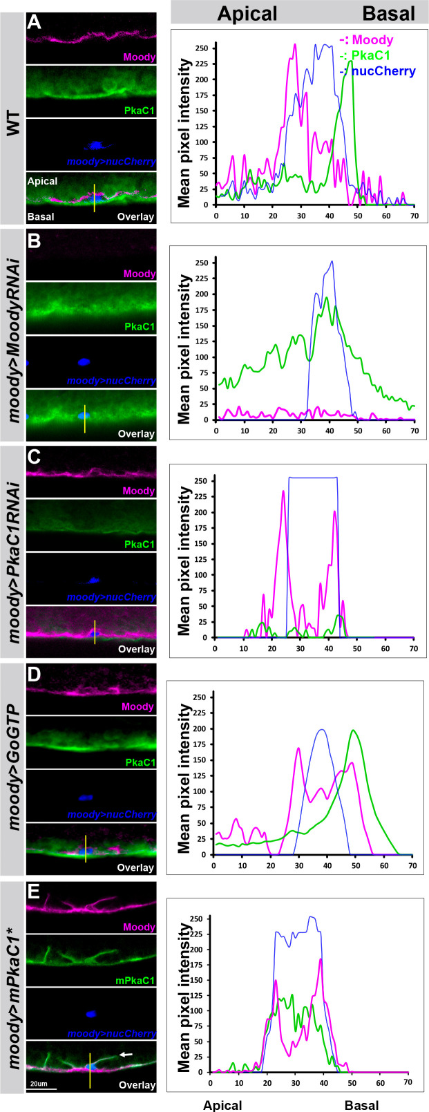 Figure 5.