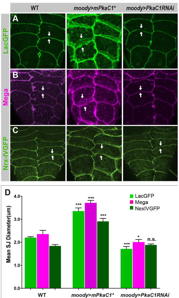 Figure 2—figure supplement 2.