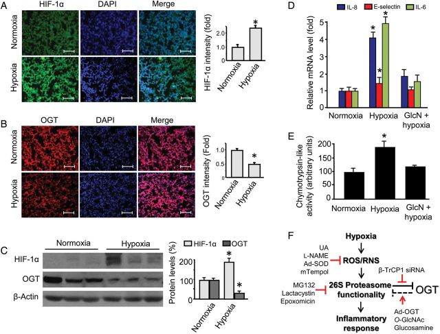 Proteasomal degradation of O-GlcNAc transferase elevates hypoxia ...