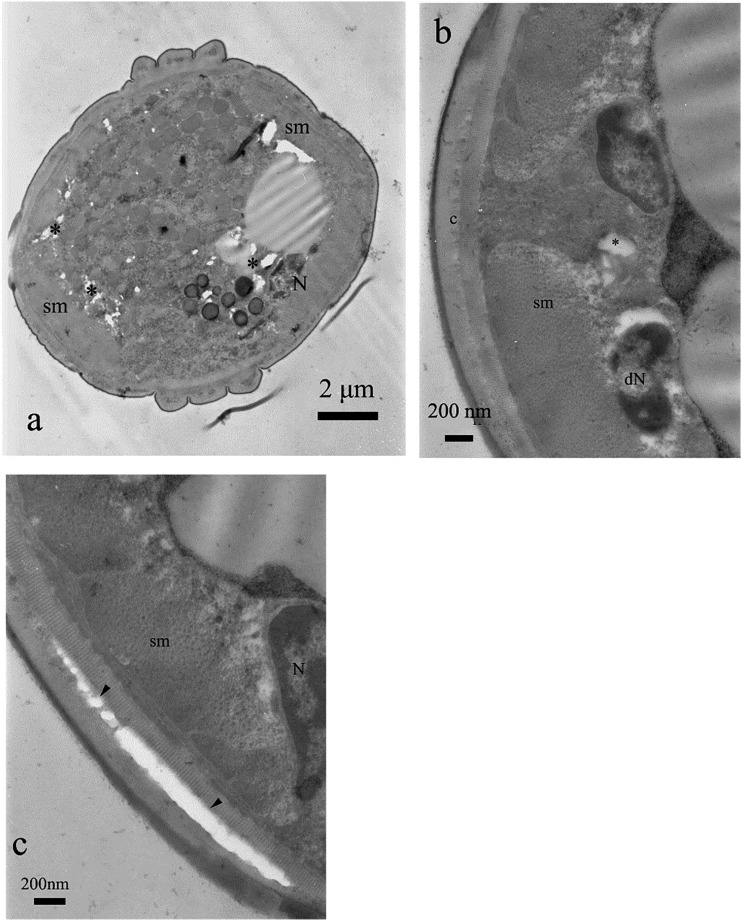 Fig. 10