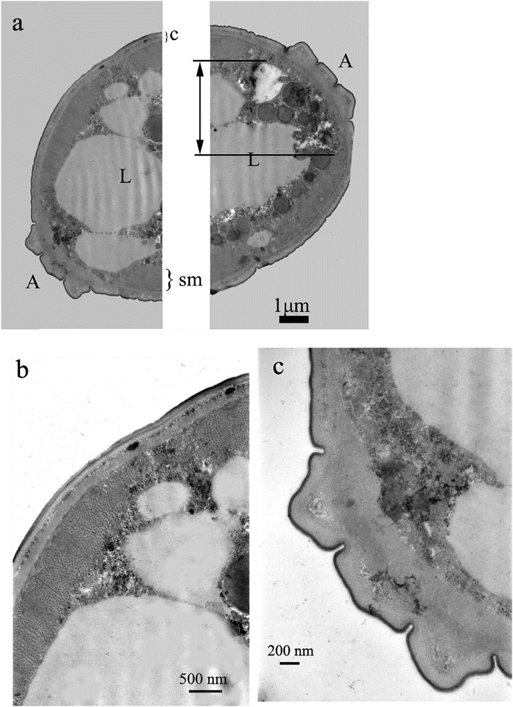 Fig. 8