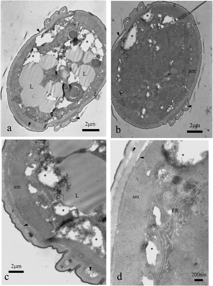 Fig. 11